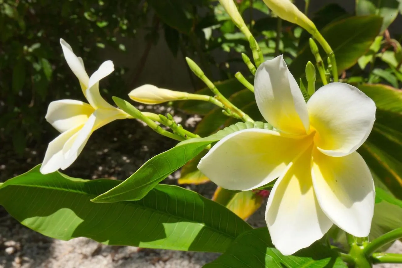 Apartmán Tranquility By The Key West