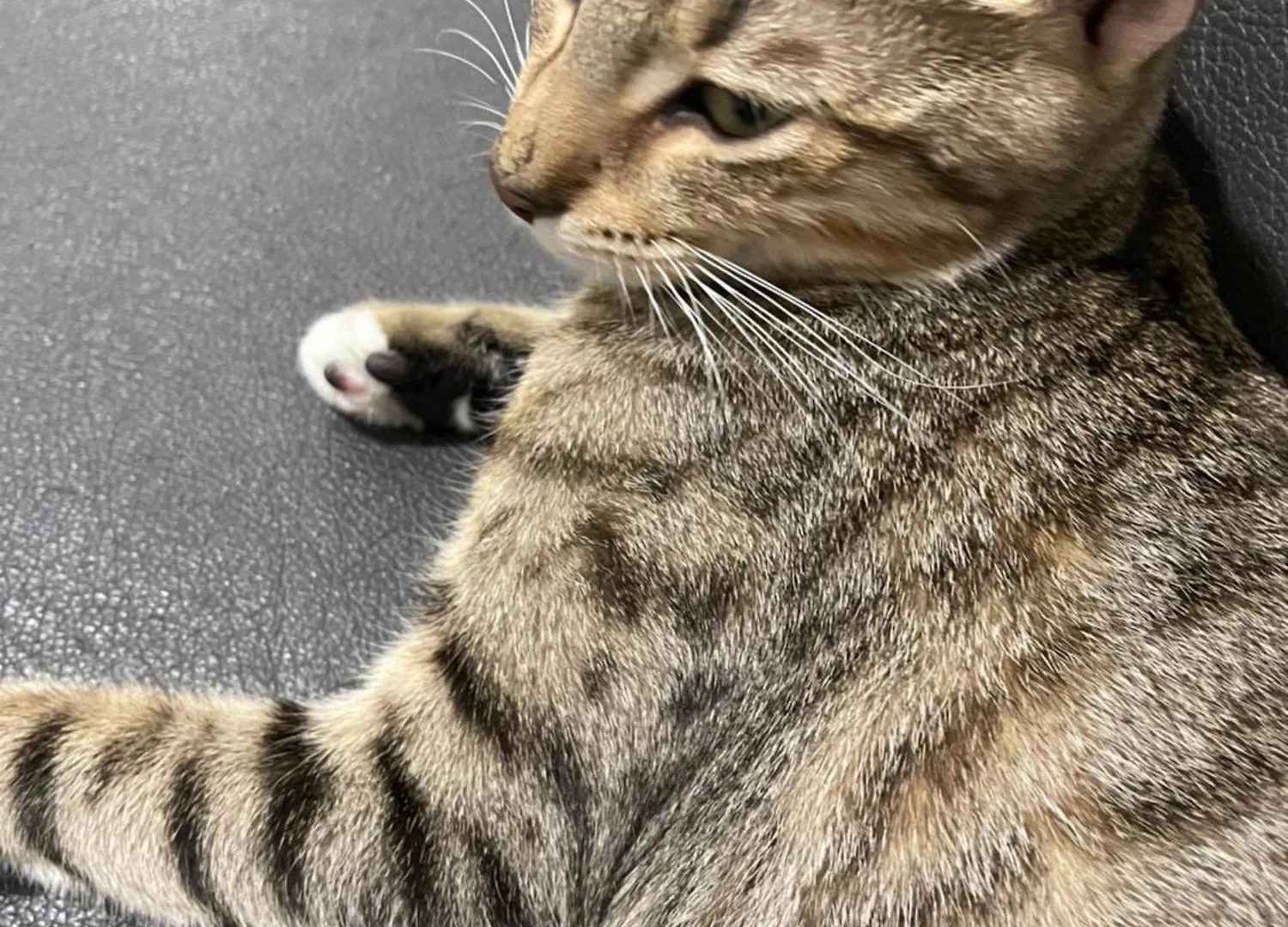 ザ パームスホテル ホテル