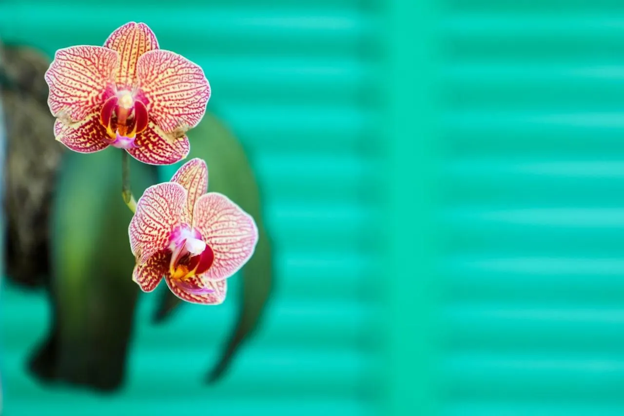 Almond Tree - Adults Only Hotel