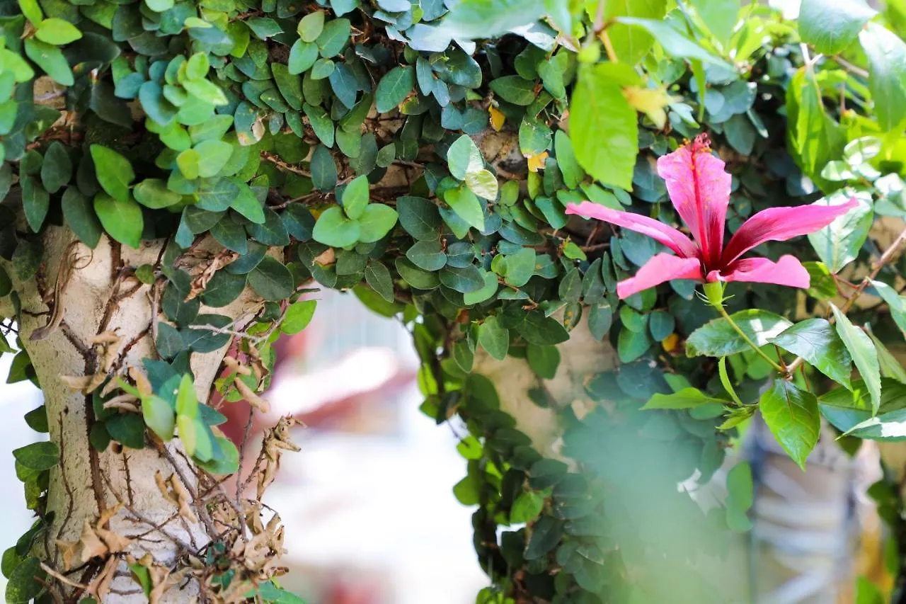 Almond Tree - Adults Only Key West