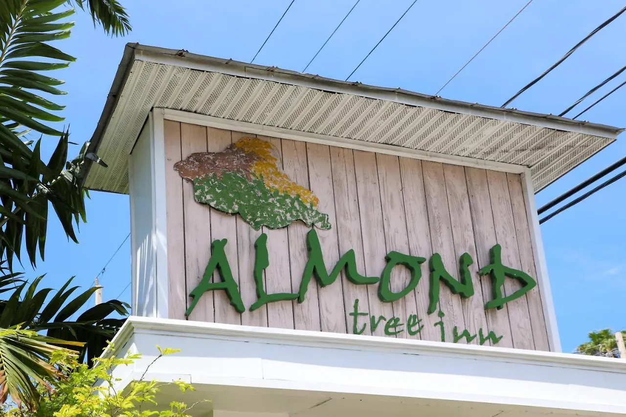 Almond Tree - Adults Only