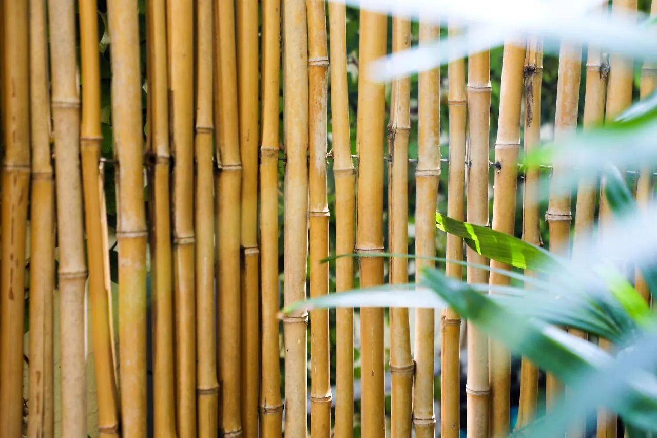 Almond Tree - Adults Only 3* Key West