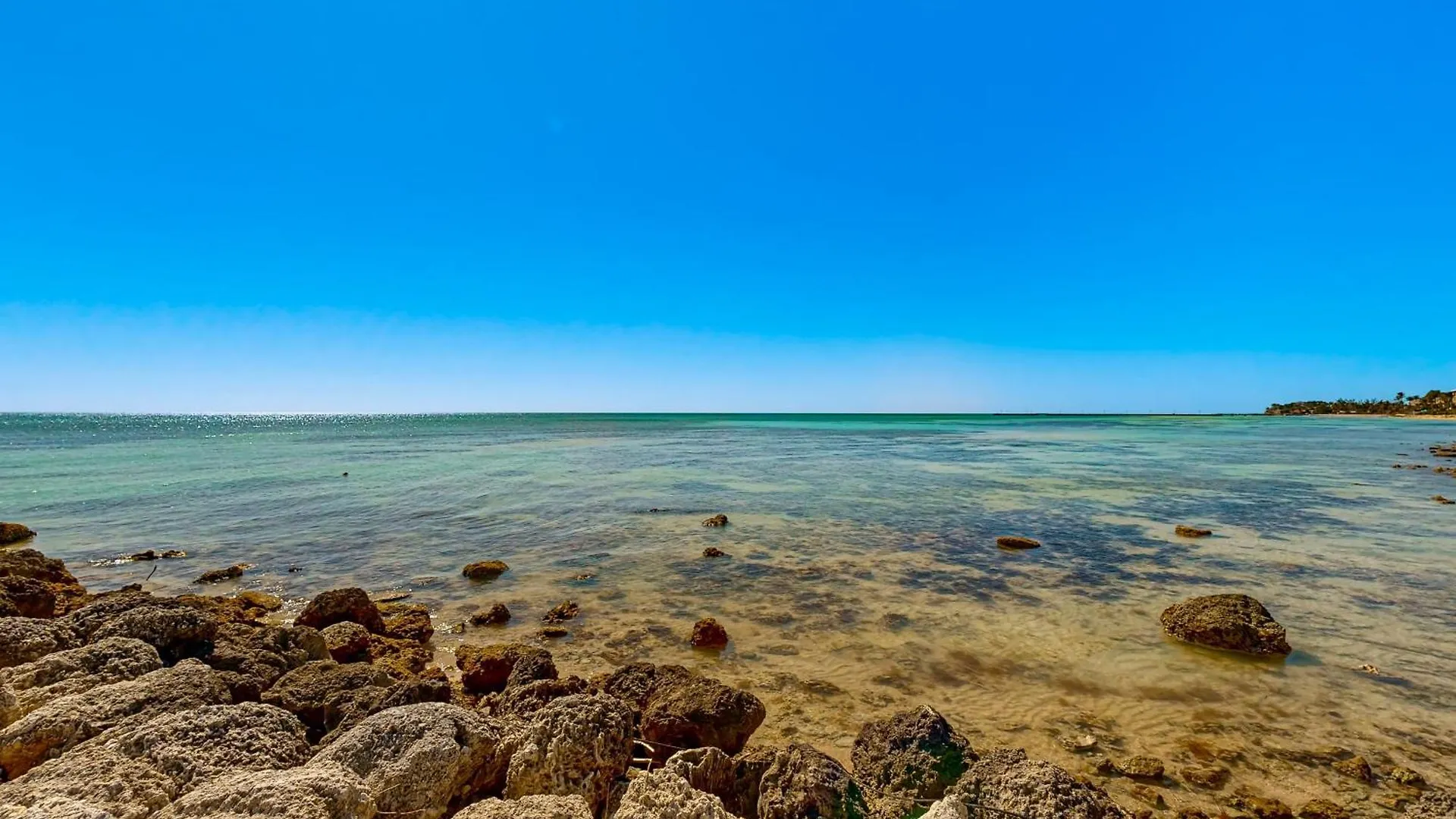 Coconut Palms * קי וסט