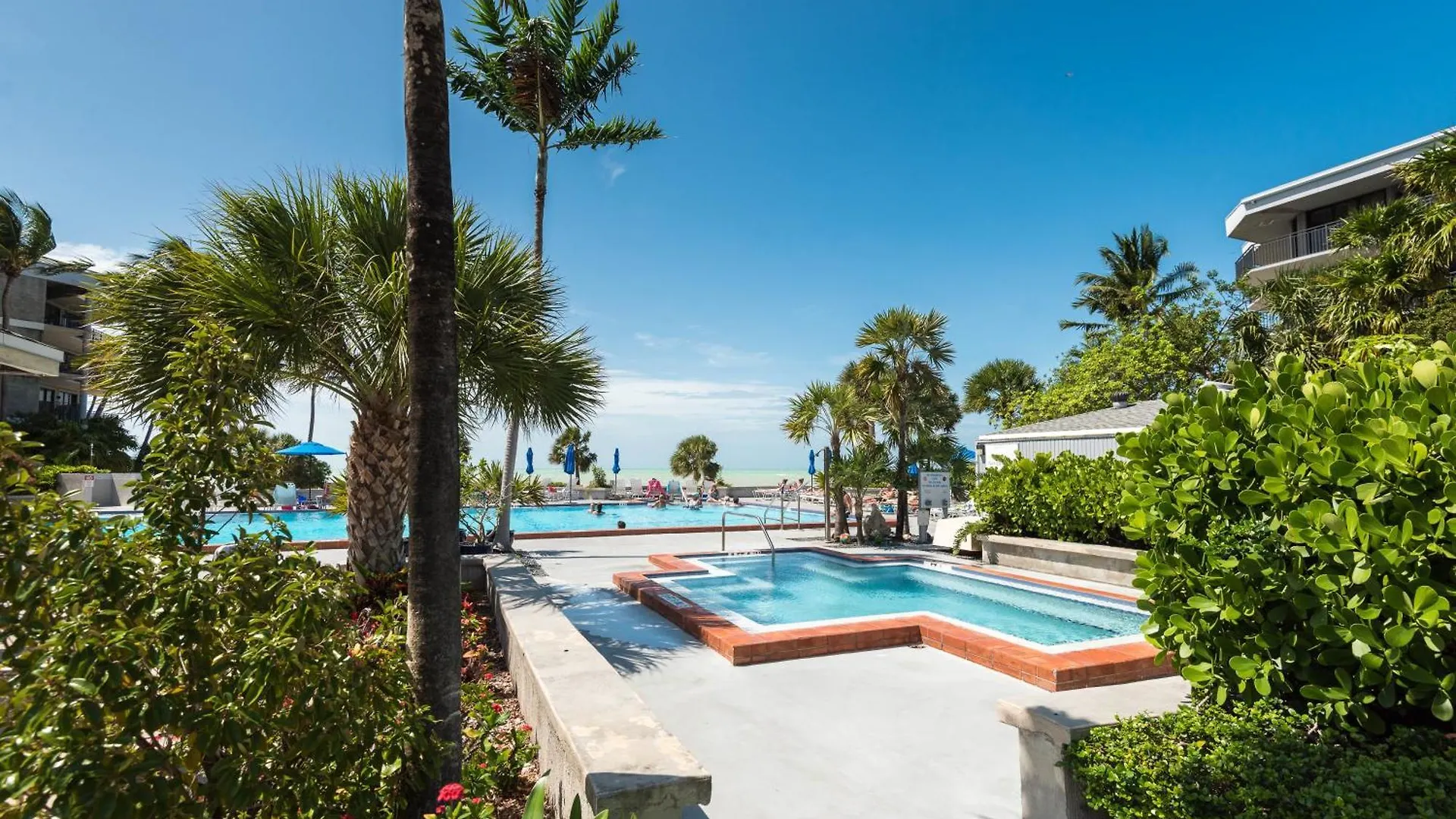 Coconut Palms *