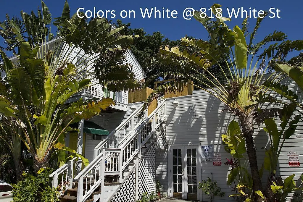 شقة Colors On White