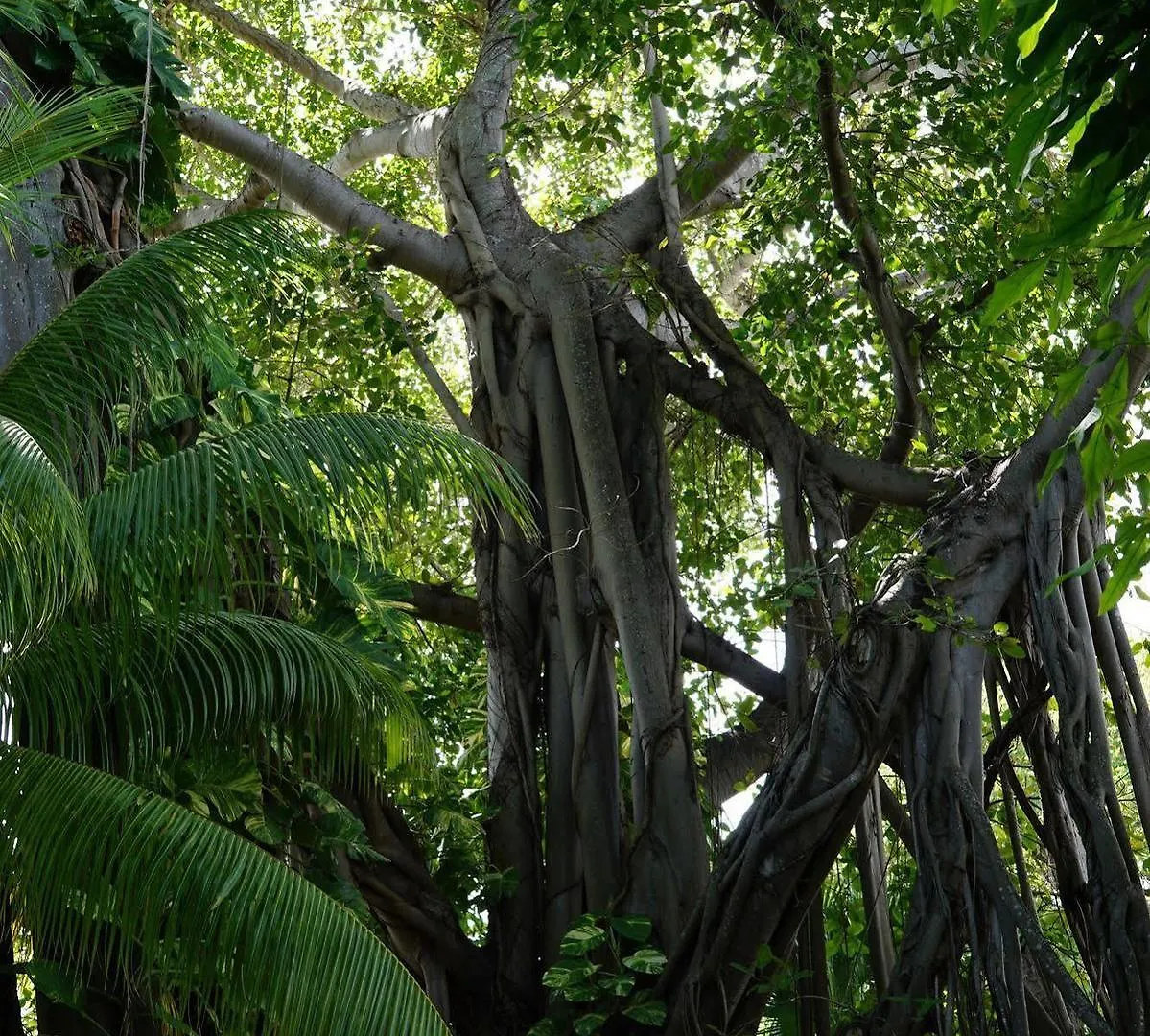 The Banyan Apartment *