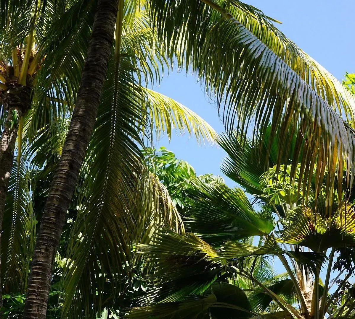 Apartment The Banyan
