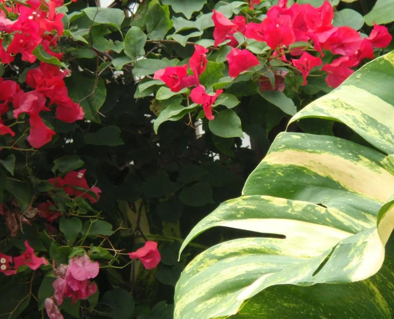 El Patio